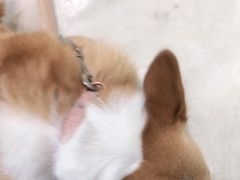 -宠福鑫康馨动物医院·骨科·眼科