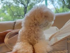 -瑞派申生动物医院·24H夜诊·国际动物医疗中心·骨外科(吴中路店)