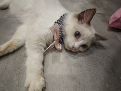 -楼上猫咖(罗湖店)
