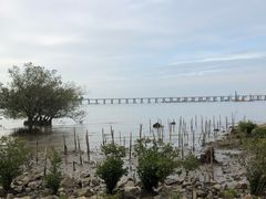 -宝安西湾红树林湿地公园