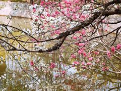-南汇桃花村