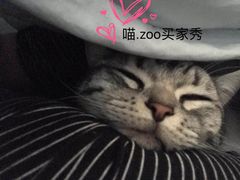 -喵zoo家庭繁育猫舍(尖东智能花园店)