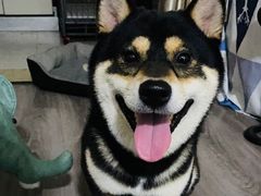 -米苏动物医院·犬猫专科·骨科外科内窥镜