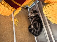 -瑞派宠物医院·犬猫全科·猫友好(宾水西道店)