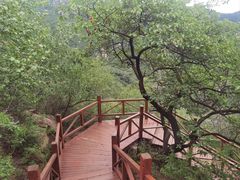 -大岭沟猕猴桃谷风景区