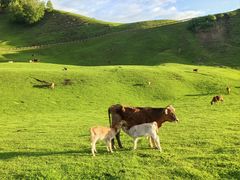 -新疆那拉提国家旅游度假区