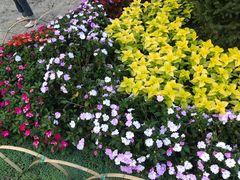 -庐山风景区花径公园