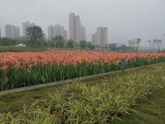 -大亚湾红树林城市湿地公园