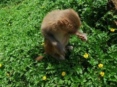 -海南热带野生动植物园