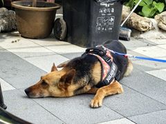 -京北渔家傲