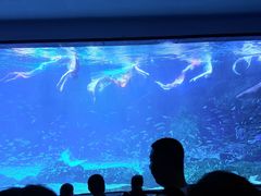 -海合安成都极地海洋公园