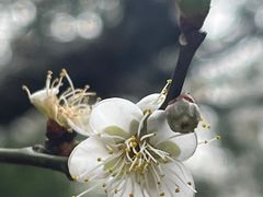 -西湖公园(鼓楼区)