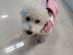 -帕帕拉兹宠物(亚洲旗舰店)