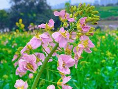 -三圣花乡旅游区