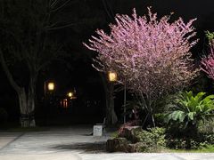 -三垟湿地