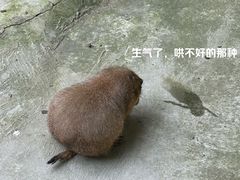 -合肥野生动物园