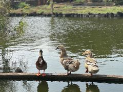 -侯臣咖啡文化村