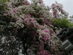 -深圳国际园林花卉博览园