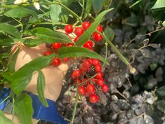 -上海微创医疗器械（集团）有限公司