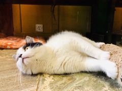 -猫咪博物馆(顶澳仔猫街店)