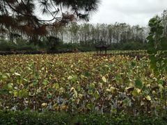 -合肥滨湖国家森林公园