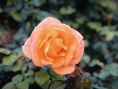 -人民公园(罗湖区)