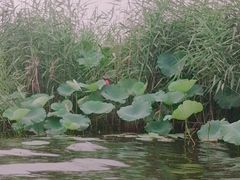 -白洋淀景区