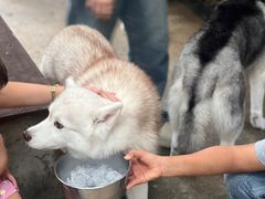 -TrueLove @ Neverland (Husky Cafe)
