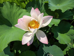 -绍兴镜湖国家城市湿地公园