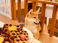 -豆柴町-柴犬主题狗咖(红鼎国际C座店)