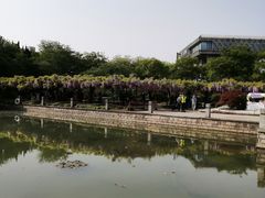 -嘉定紫藤园