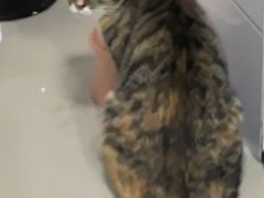 -瑞鹏宠物医院·骨科·猫科·内科(第一中心)