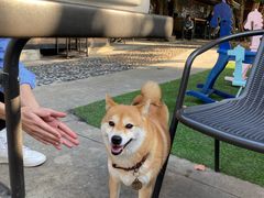 -柴犬高等学院·狗咖·柴犬售卖·宠物训练