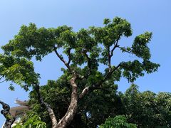 -荔枝公园(福田区)