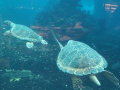 -海棠湾洲际-涛·海底餐厅·美人鱼·自助餐·海底隧道