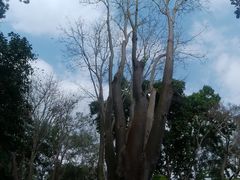 -中国科学院西双版纳热带植物园