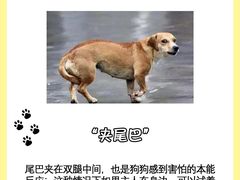 -翊宠yipet猫狗购宠庄园犬舍•猫舍