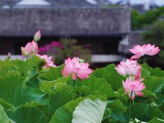 -和顺古镇