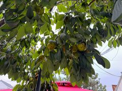 -喜洋洋蟹庄(阳澄湖店)