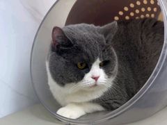 -瑞派康怡24h宠物医院·犬猫医疗中心·微创绝育(瑞景分院)