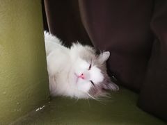 -猫猫幼稚园·撸猫·桌游·电玩