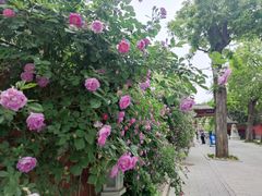 -北京石刻艺术博物馆(五塔寺)