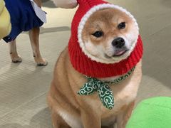 -逗柴咖啡屋·狗咖猫咖宠物桌游