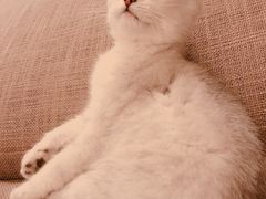 -猫大福·Fortune Cat猫舍(百子湾店)