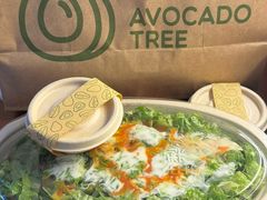 -油梨树AVOCADO TREE(顺义新国展店)