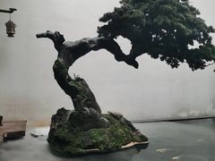 -觀芷隐轩
