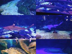 -烟台海昌鲸鲨海洋公园