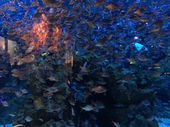 -成都浩海立方海洋公园