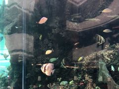 -OPEN開全日自助餐厅·牛肉火锅·海鲜(佛山希尔顿酒店)