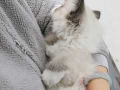 -纳吉亚猫专科动物诊疗中心(蒋宅口分院)